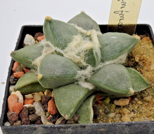 Cactus ariocarpus - -,