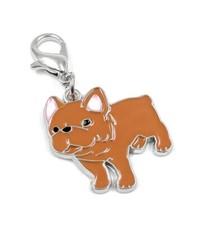 Bulldog Arancione Cane