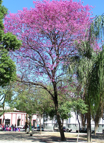 Graines lapacho tabebuia - de,