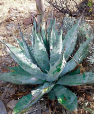 Agave azurea SEEDS - VERY RARE SPECIE