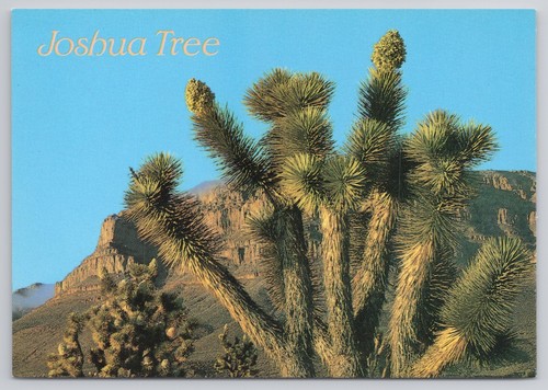 Cartolina albero giosuè - cartolina, di