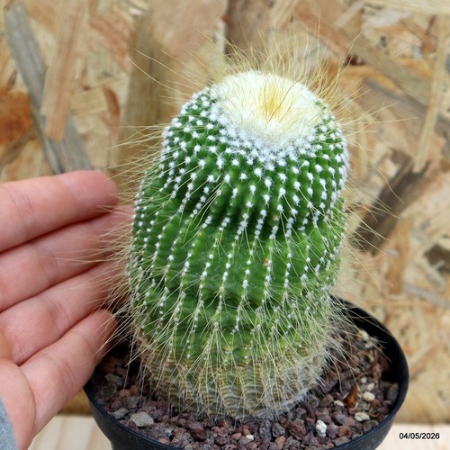 Notocactus leninghausii