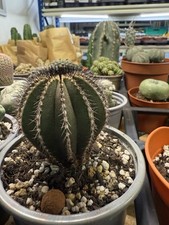 Rara pianta succulenta di cactus Uebelmannia pectinifera WYSIWYG