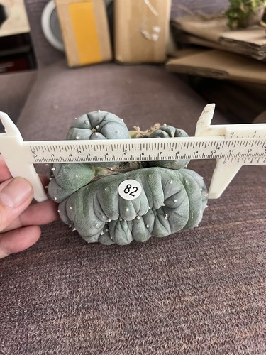 Vendita rara pianta cactus - pianta, di