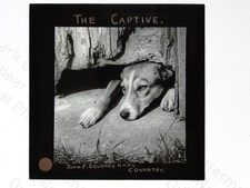Dog captive wooden - captive,