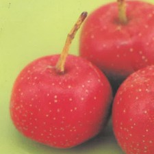 PIANTA DA FRUTTO AZZERUOLO