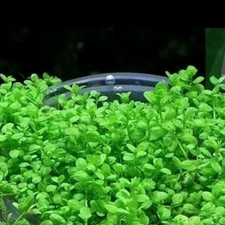 Semi Prato Acquario pratino