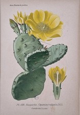 Stampa Antica Tavola Botanica