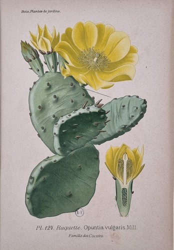 Stampa antica tavola botanica - tavola,