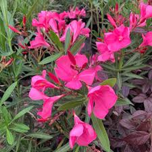 Oleandro nerium oleander - oleandro,