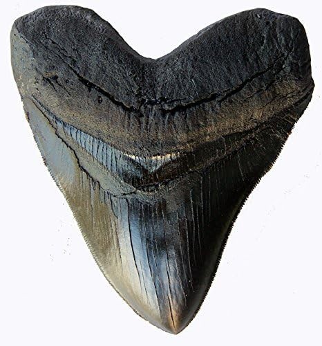 Dente megalodonte pollici - dente,