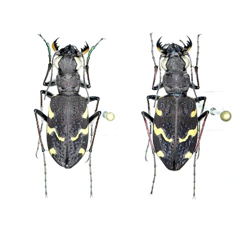 Cicindelidae cicindela - cicindelidae,,