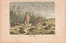 Stampa QUAGLIE CON PULCINI Coturnix incisione antica acquerellata del 1884