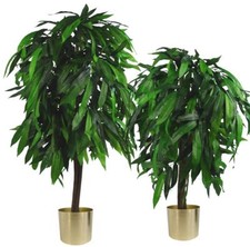 GRANDI piante di mango alberi
