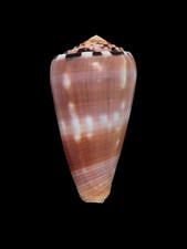 Conchiglia shell conus - shell,