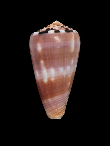 Conchiglia shell conus - conchiglia,