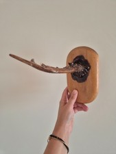 decorazione per casa Corno di capriolo Fissato su una base che si puo appendere