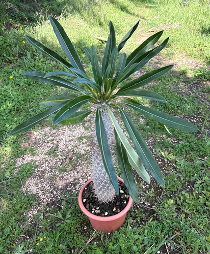 Pachypodium lamerei cactus - pachypodium,