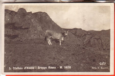 CARTOLINA  S. STEFANO D'AVETO   FP NON GRUPPO ROSSO  PASCOLO BELLA