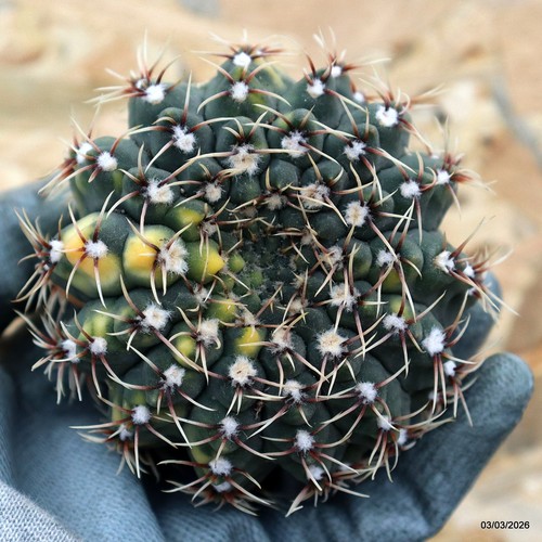K197 gymnocalycium variegated - k197,