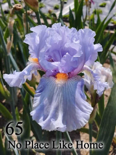 Rizoma iris germanica - rizoma,