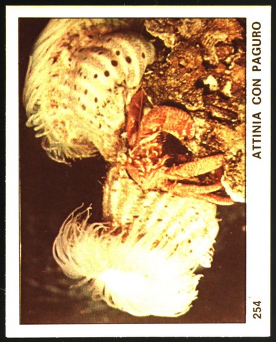 Mondo degli animali - degli, (1970)