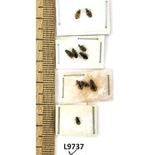 Carabidae, Bembidiini sp., 10