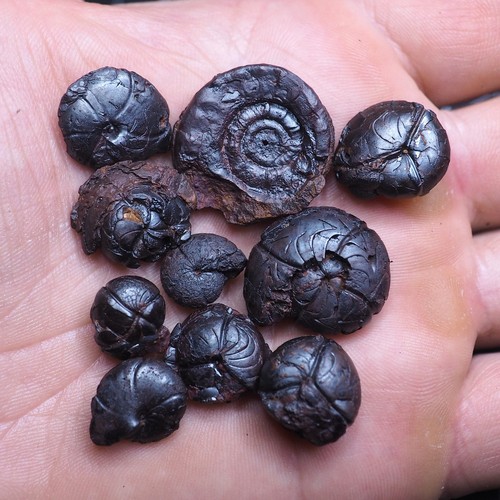 Goniatite ematite fossile