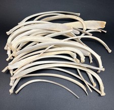 5 pezzi ossa di costine di
