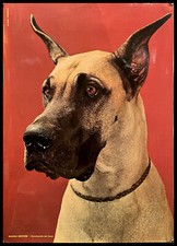 1990ca * Manifesto Poster Originale "Alano Tedesco - Enciclopedia del Cane" Ital