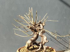 Bonsai Olmo Campestre 40x20cm