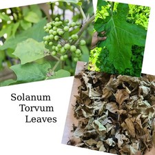 +25g Solanum Torvum essiccato