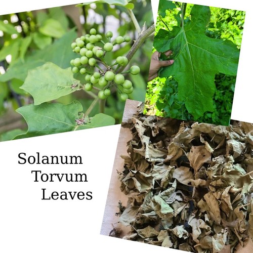 25g sun dried - +25g, torvum