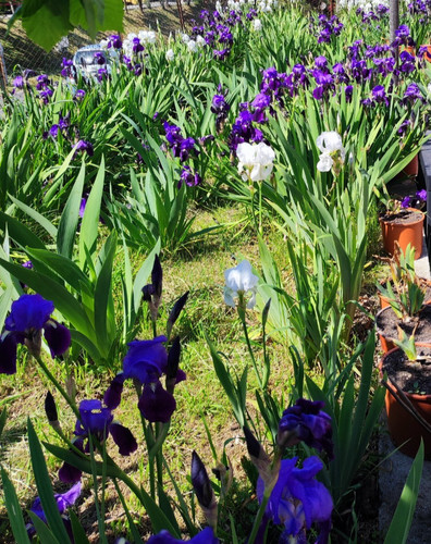 Rizomi iris germanica viola - 5,