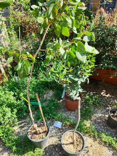 Coppia pistacchi pistacia - di, (pistacia