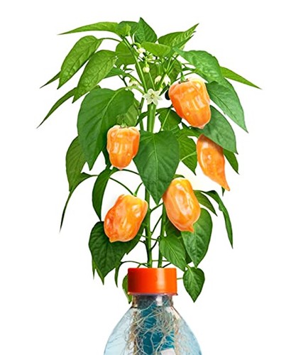 Pianta petomato habanero - pianta,