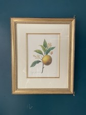 Vintage oranger fruits - vintage, a