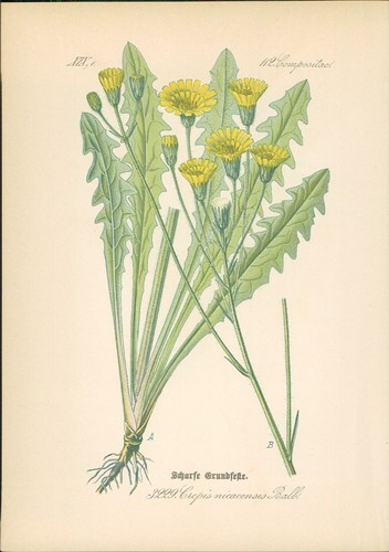 Chromolithographie scharfe - chromolithographie,