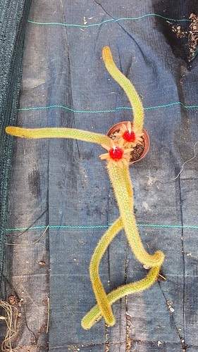 Hildewintera aureispina hybrid - hildewintera,