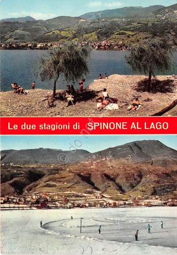 Cartolina postcard spinone - -,