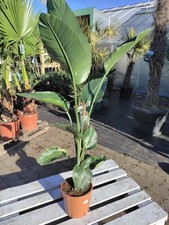 Strelitzia nicolai 140-180 cm