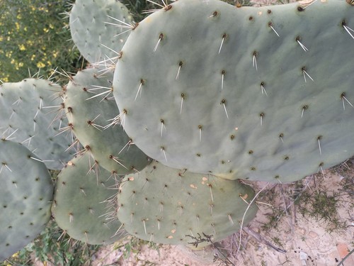 Opuntia robusta nopal camueso - opuntia,