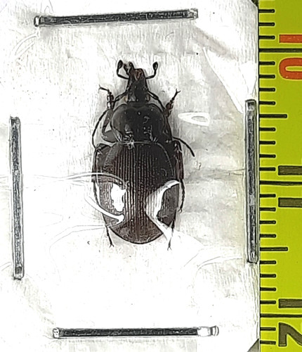 Carabidae cychrini - carabidae,,