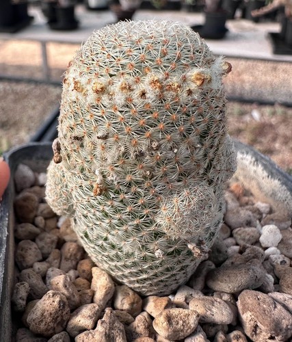 Mammillaria tlalocii see - tlalocii, see-d