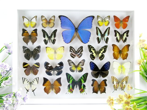 Vere bellissime farfalle