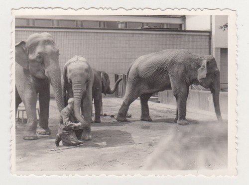 Elefanti zoo con snapshot - in,