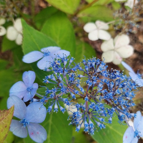 Ortensia blue bird una - -,