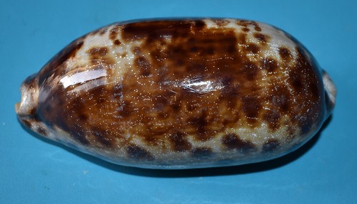 Sea shell coquillages - shell,