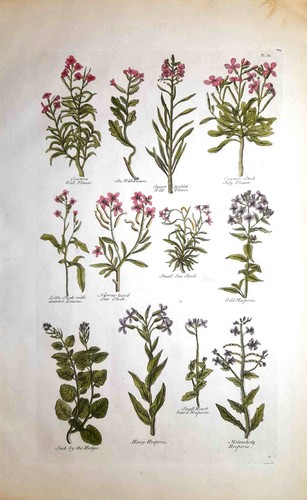 Stampa antica botanica erbario - antica,