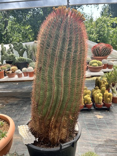 Ferocactus stainesi pilosus - stainesi,
